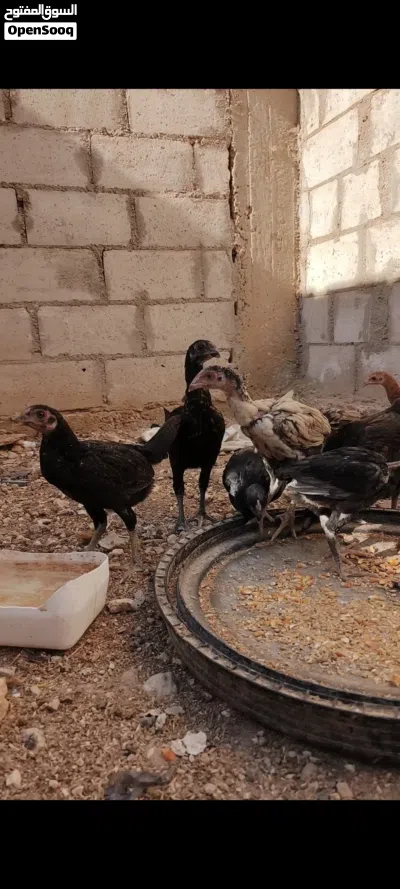 فرخات بكستاني 2