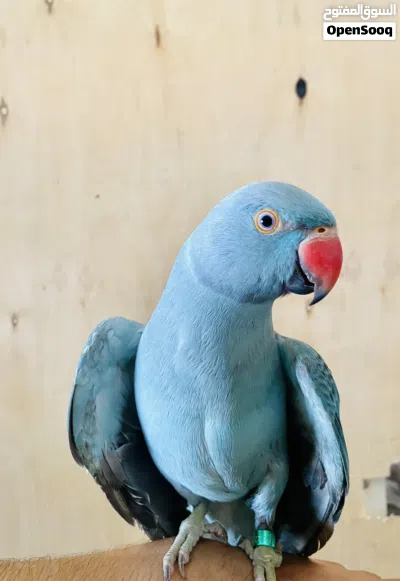 ببغاء ذره هندي 2