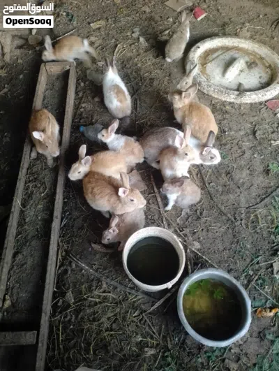 omani rabbits for sale 4