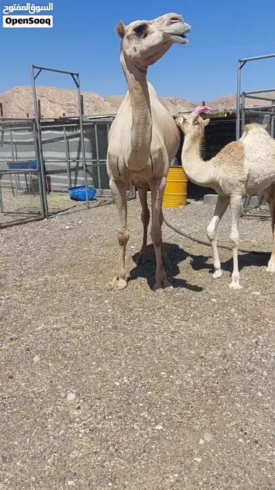 ناقه عزوف تحتها بكره سودانيات للبيع 2