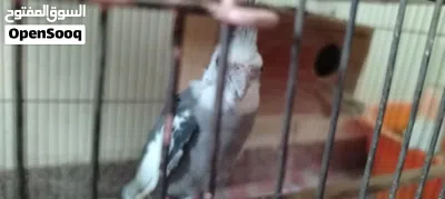 ببغاء كوكتيل للبيع 4
