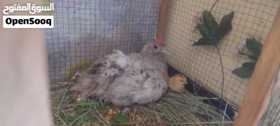 يالله ديج ودجاجه جواهه افراخ اثنين ابصحه جيديه وخير من الله دجاجه الله شاهد وهيه امكركه اتبيض وبياضه 2