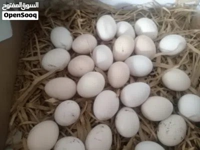 بيض دجاج بلدي مخصب 2