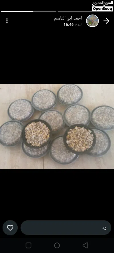 اللبيع دوك طازج جاهز 3