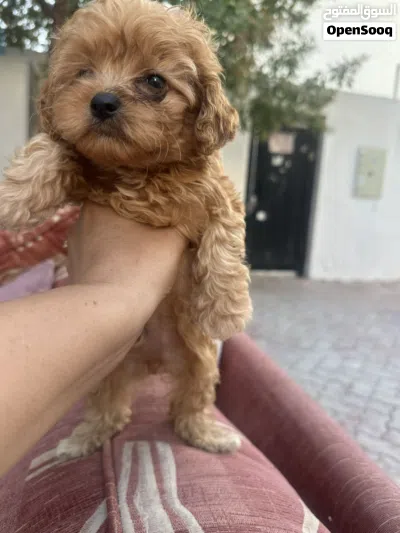 Maltipoo male 4