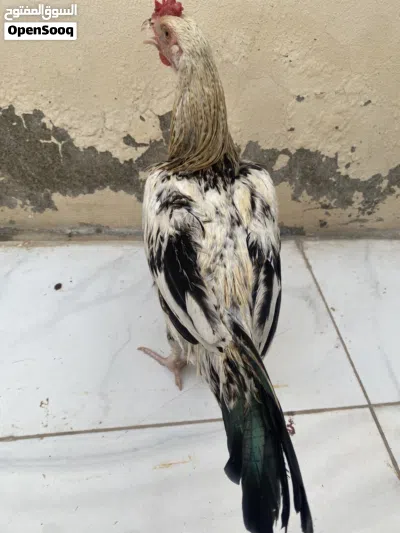 ديك باكستاني 4