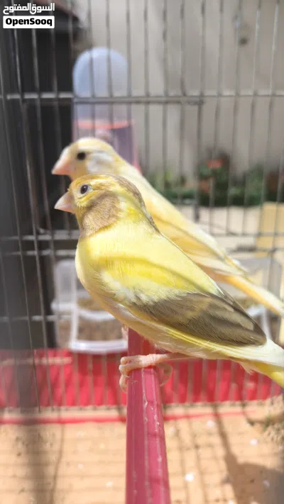 4 ذكورة كناري محليات ماشاء الله 2
