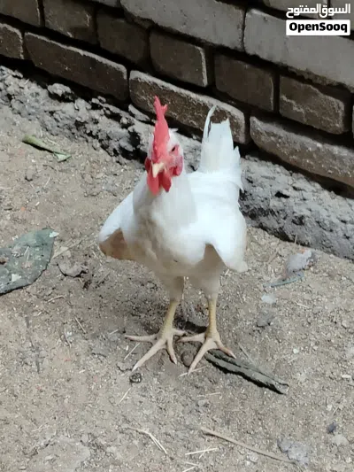 5 ديوجه للبيع 3