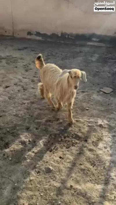 للبيع جدي جامودي مال هديد 3