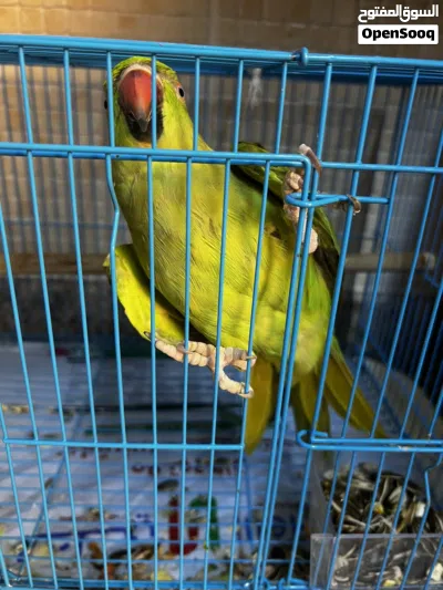 متوه هندية للبيع 2