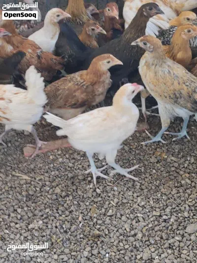 دجاج عماني للبيع 4