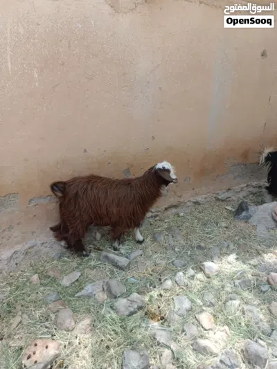 للبيع جدايا فحول واحد حلال رحوب جبالي سرحي واحد حلال بني سعيد 3