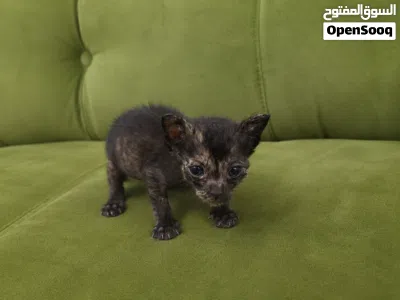 قطط رضيعة جميلة للتبني Beautiful baby kittens for adoption 4
