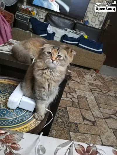 قطين سكوتش 3