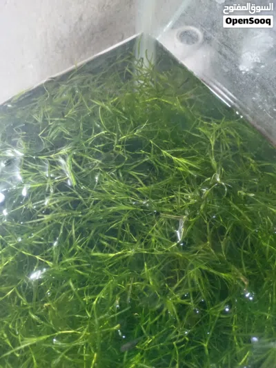 زرع مائي للسمك 3
