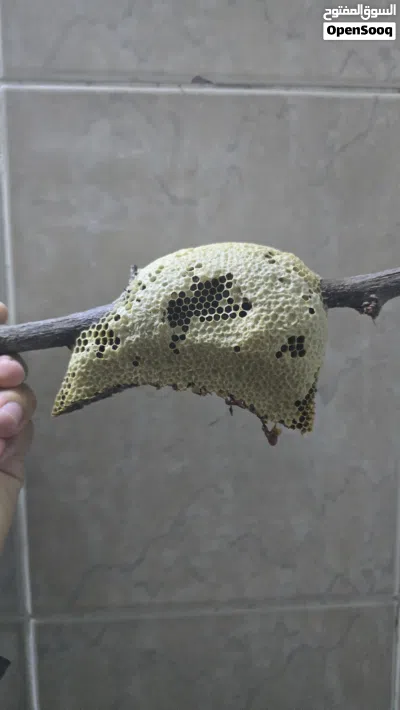 عسل سمر ابو طويق للبيع الخليه و العسل 3