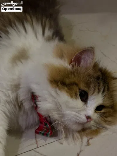 Male shirazi cat for Adoption 3