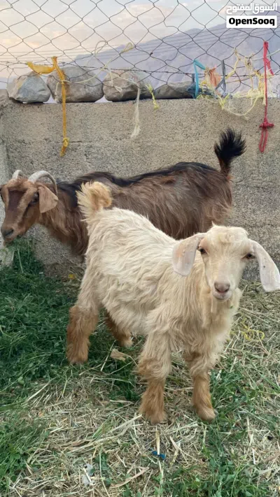 شاه مع ولدها عمره تقريبا 6اشهر 3
