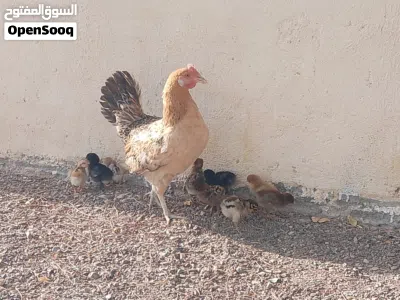 للبيع دجاجه مع فروخه 10 فروخ معها العدد كامل 11 2