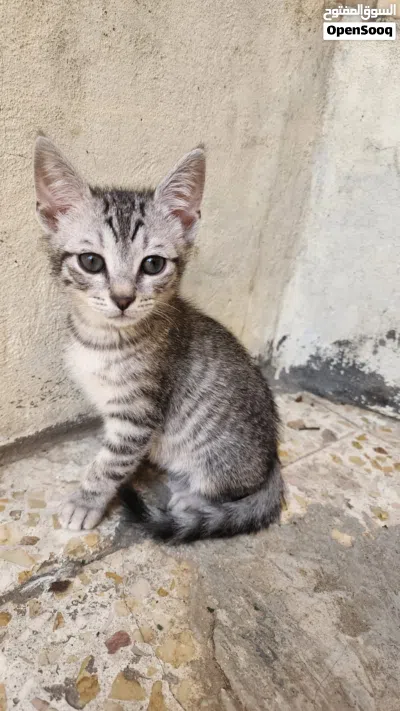 قطين للتبني ذكور 2