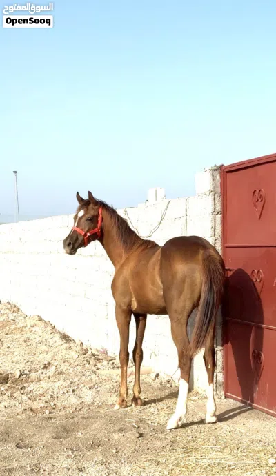 مهر خط جمال 2