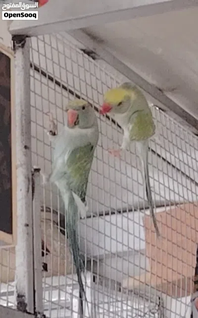 بغبغاء درة ملونة 4