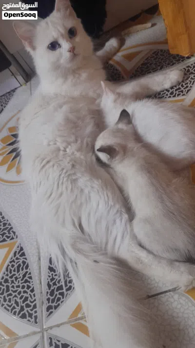 قطة مع أطفالها للتبني 2