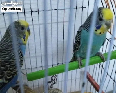 طيور متوالفة وبياضة درة وروز وبادي 3