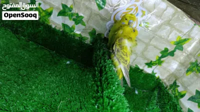 متاح طيور حب هاجرمو خط اول 4 زواج بيعه وحده 3