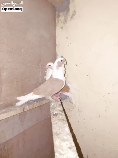 سلام عليكم طيور لبيع 2