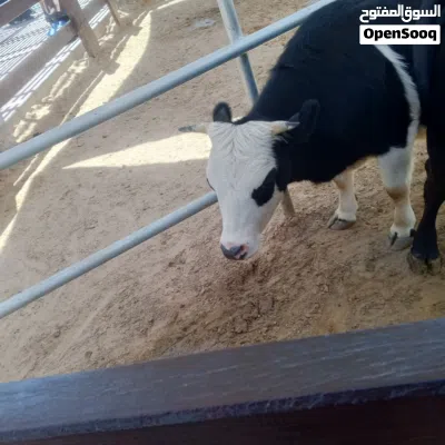 مطلوب تبديل قاب يا بقلينو رينبو معاه زوز فروخ درجه اولى ربي بارك دي زوز فروخ كوكتيل المكان عين زارا 2