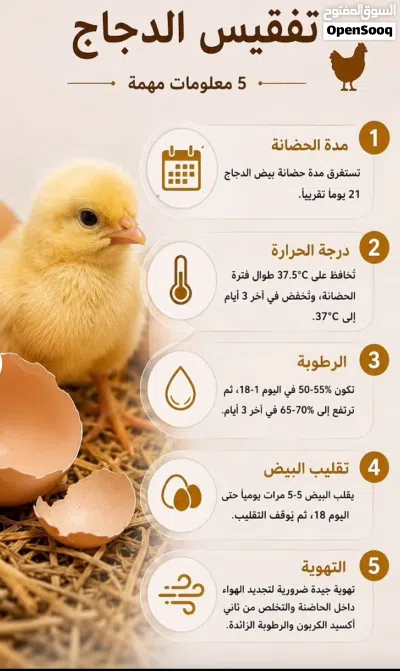 بيض لاحم روس 308 مخصب 2