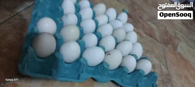 بيض دجاج ابو ركيبه 2