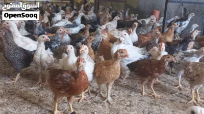 دجاج هجين فرنسي عماني 12 حبه ع عشره ريال فقط 3