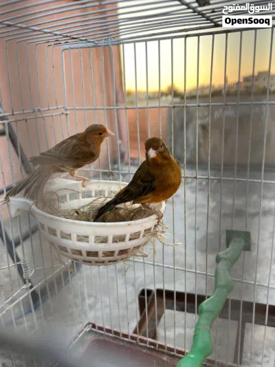 جوز كنار مع فرخ 3
