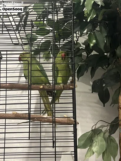 2 indian green ringneck parrots with cage 3