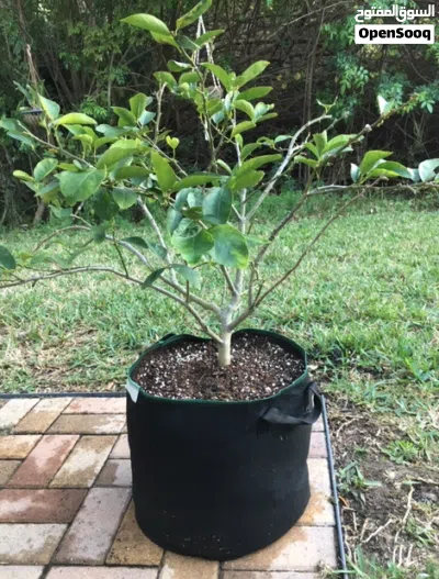 undefined 2