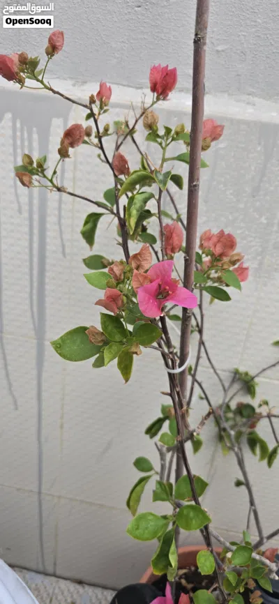 Mix outdoor plants نباتات خارجية 3