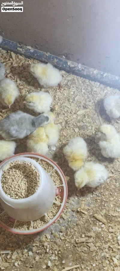 33 صوص حبش 12 صوص براهما كولومبي 2