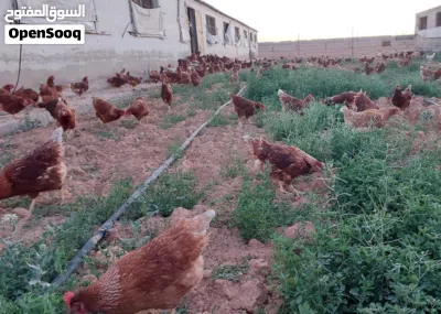 جاج براون الاحمر 4