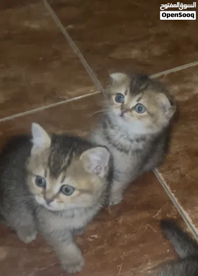 سكوتش فولد و سكوتش ستريت 4
