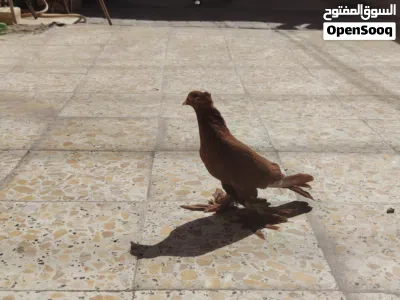 حمام راعبي اصلي احمر خط اول هنة 3 3
