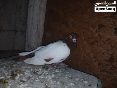 undefined 2