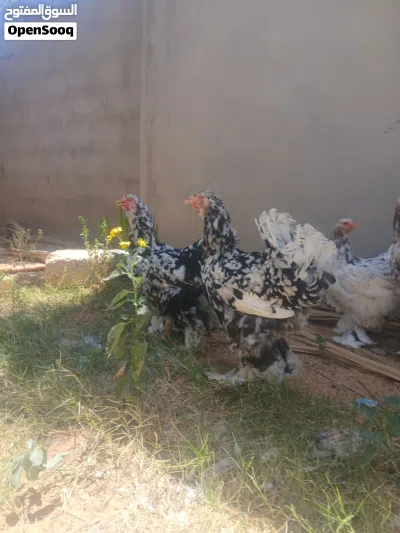 متوفر دجاج برهما موصفات الله يبارك 3