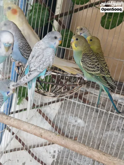Australian parakeets 3