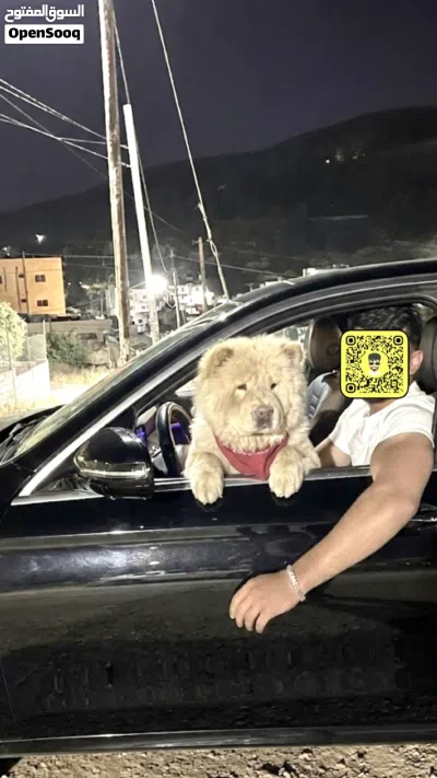 تشاو تشاو بيور للبيع 2