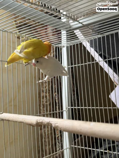 للبيع طيور ازواج منتجه اقل من سعر السوق و مضمونه للإنتاج 4