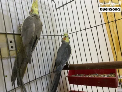 مجموعه عصافير للبيع جمله او بالطرف ساوم وارفع 3
