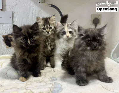 Adorable 2.5 Month-Old 5 Kittens Seeking Their Forever Homes 2