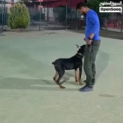 اغتنم فرصه اقتناء اجمل كلاب الدوبرمان ..ذكر ...مع جميع المطاعيم 2